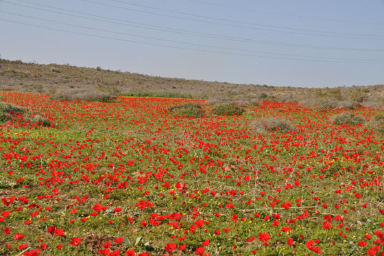 כלניות בשמורת גברעם בנגב המערבי - דרום אדום