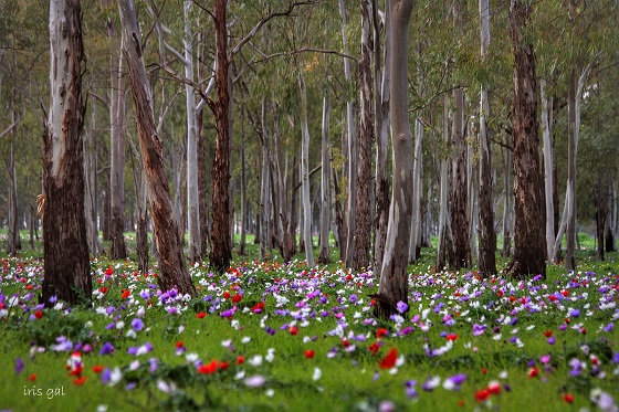 כלניות צבעוניות פורחות בחורשת עצי איקליפטוס במנחת מגידו - עמק יזרעאל