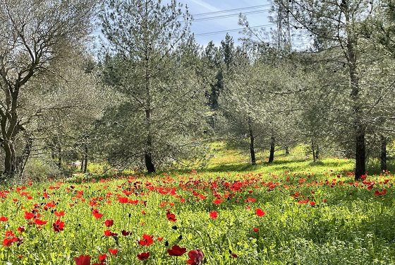 כלניות פורחות במורדות המערביים של יער בן שמן למרגלות תל חדיד - שפלת החוף