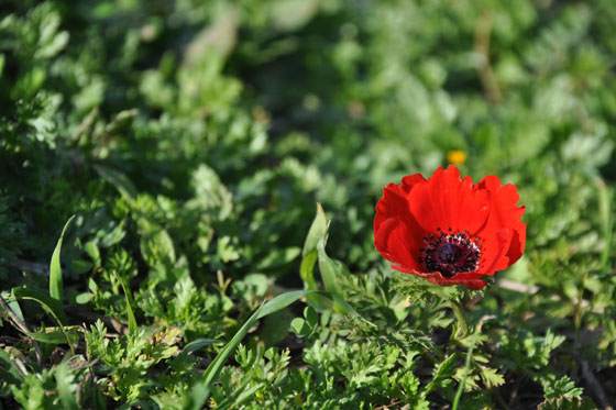 כלנית בפריחה בשמורת פולג - מישור החוף