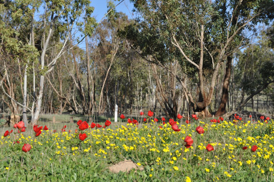 כלניות בביתרונות רוחמה בנגב המערבי - דרום אדום