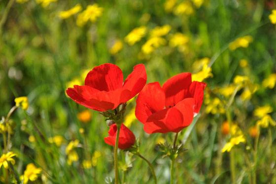 כלניות וחרציות ביער רוחמה בנגב המערבי - דרום אדום