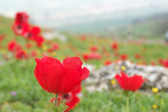 כלניות פורחות בתל בית שמש - השפלה