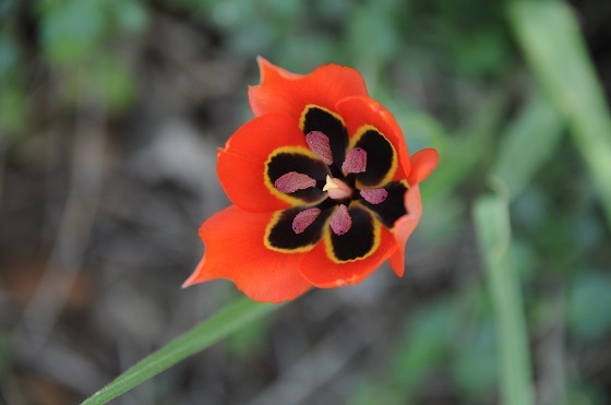 צבעוני בפריחה מעל נחל כפירה - הרי יהודה