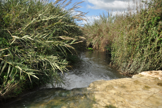 עין עמיקם בנחל תנינים