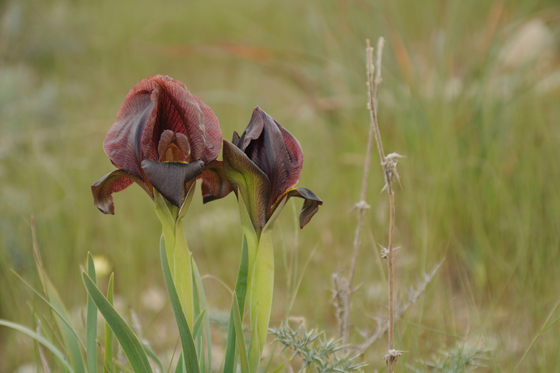איריס שחום בפריחה בגבעות גורל - צפון הנגב