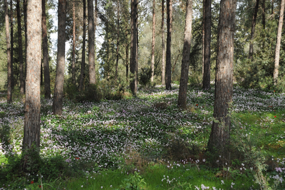 רקפות פורחות תחת החורש ביער מגדל העמק - העמקים