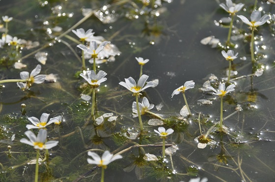 נוריות המים בפריחה בברכת צ׳רטה - מישור חוף השפלה