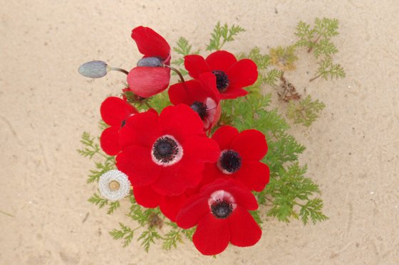 כלניות בשמורת ביתרונות בארי בנגב המערבי - דרום אדום