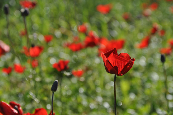 כלניות בפריחה בשמורת בני ציון - מישור החוף