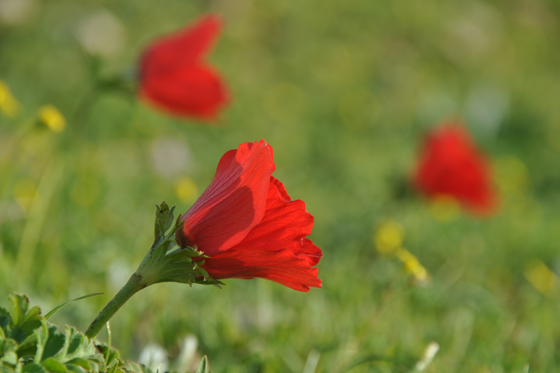כלניות פורחות בגבעת חציר -עמק יזרעאל