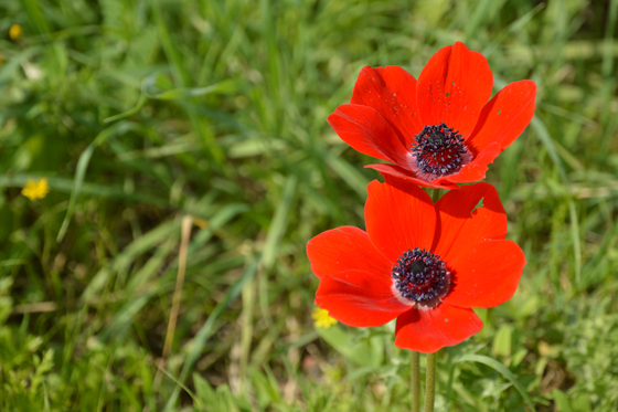צמד כלניות בפריחה בגבעת התיתורה במודיעין - מישור חוף השפלה