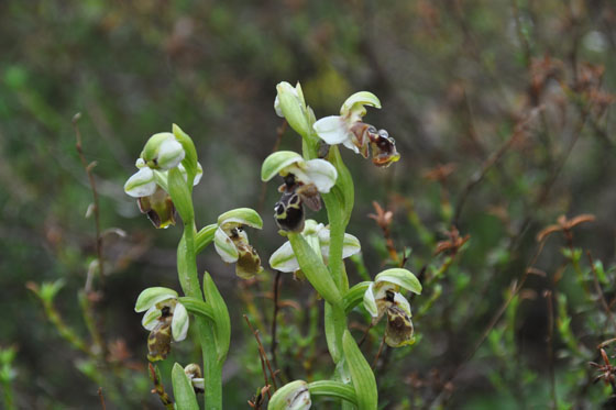 דבורניות בפריחה בשטחי הכורכר בגבעת אולגה - מישור החוף