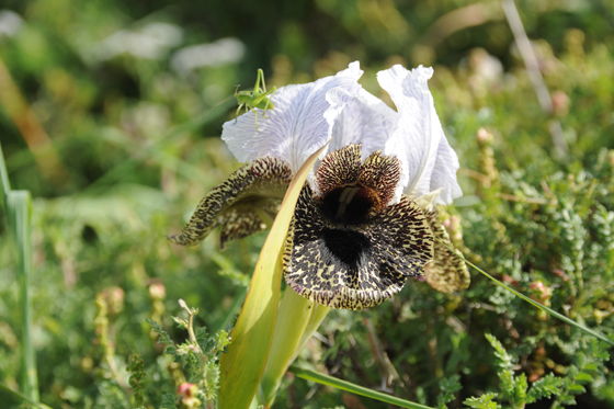 איריס נצרתי בפריחה בשיפולי נצרת עילית/נוף הגליל (בית העלמין) - הגליל התחתון