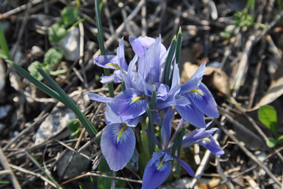 איריס הסרגל בפריחה על גבעה 186 ברמות מנשה