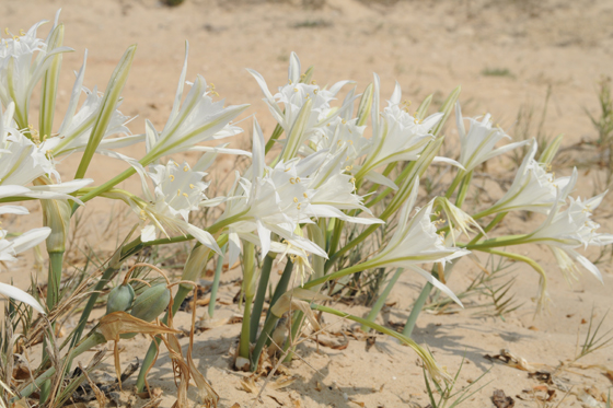 חבצלות בפריחה באיי חוף דור