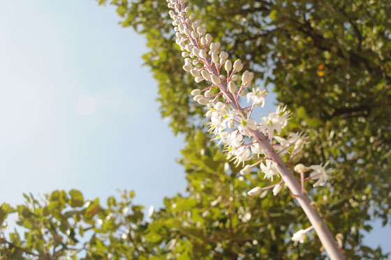 חצב בפריחה לצד השביל במפל עיט