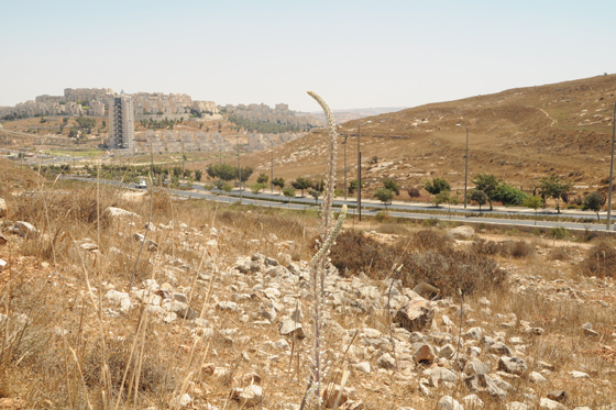 פריחת חצבים בשיפולי רמת רחל