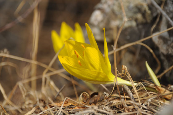 חלמוניות בנחל א־זייתון