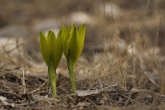 חלמוניות יער להב