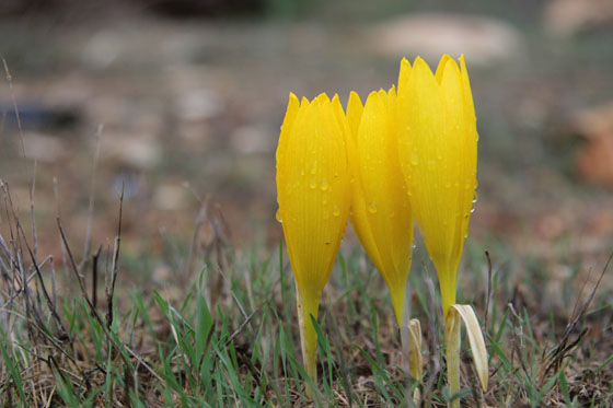 חלמוניות בית צפאפה