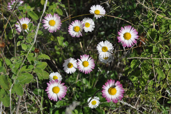 חמניות בפריחה במורדות הר שוקף