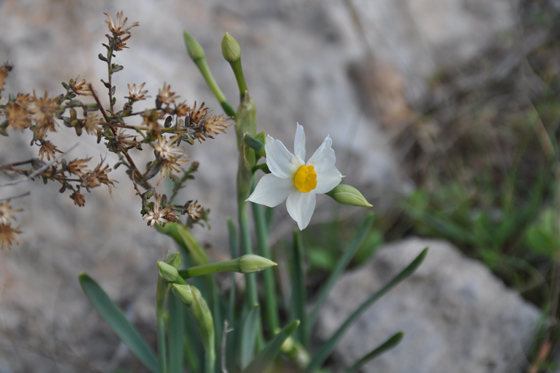 פריחת נרקיסים בחורבת עקד בפארק קנדה