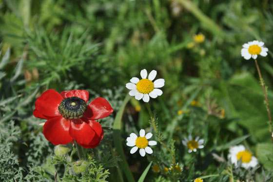נורית וסביונים בשדה צבעוני למרגלות חורבת עתרי - חבל עדולם, השפלה