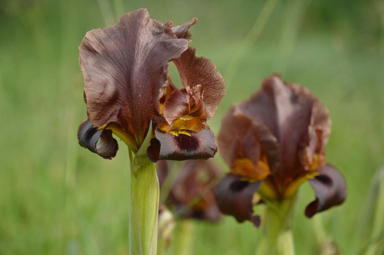 איריס ארגמן בפריחה בשמורת אלוני קדימה - מישור חוף השרון