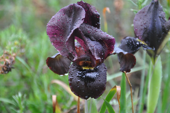 פרחי איריס ארגמן על גבעת כורכר בגבעת אולגה - מישור החוף