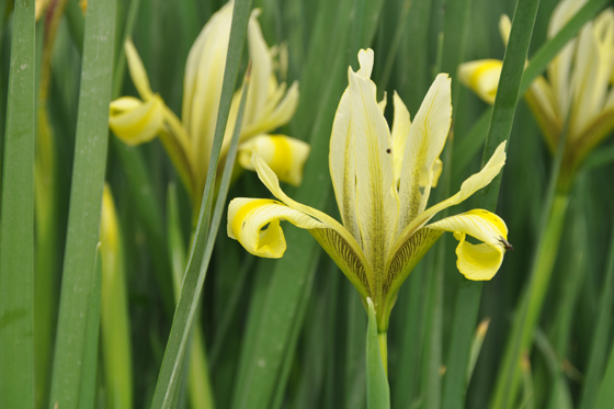 פרחי איריס הביצות לצד כביש הגישה לכפר יהושוע - עמק יזרעאל