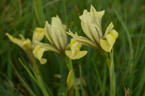 פרחי איריס הביצות באחו נוב - דרום רמת הגולן