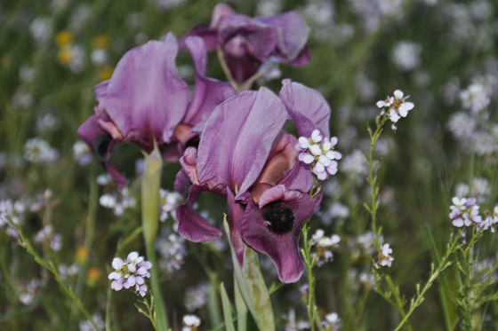 איריס הנגב וטוריים מצויים בפריחה לצד "דרך השדות", סמוך לצאלים - הנגב המערבי