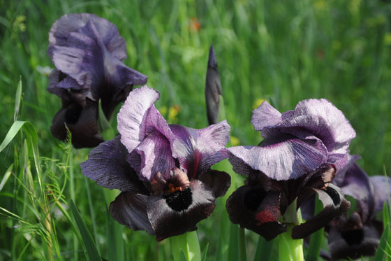 איריס הגלבוע בפריחה במלכישוע - הגלבוע