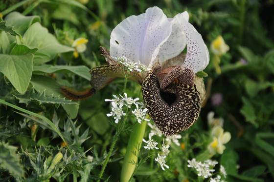 איריס נצרתי בפריחה בתל אבל בית מעכה - אצבע הגליל