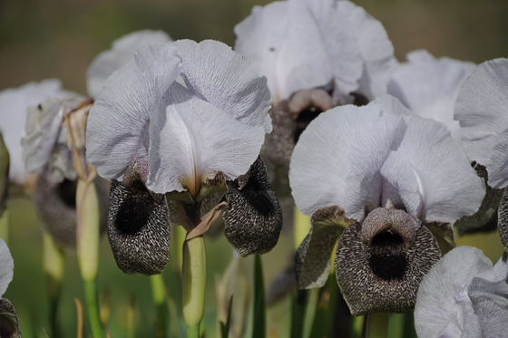 איריס הגולן בפריחה בשיפולי נחל אל־על - דרום רמת הגולן