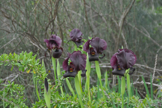 פרחי איריס ארגמן בפריחה בשמורת האיריסים בנתניה - מישור חוף השרון