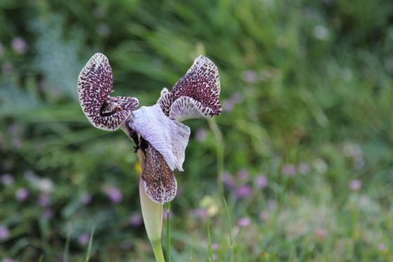איריס נצרתי בפריחה במורדות החרמון