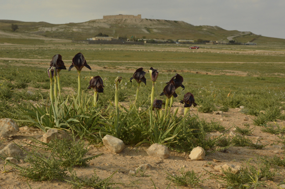 איריס שחום בפריחה דרומית לתל ערד - צפון הנגב