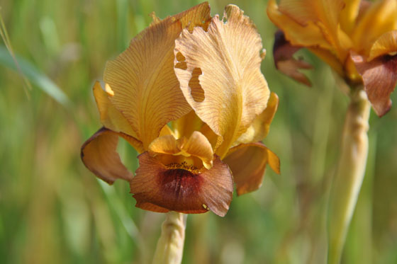 איריס ארגמן בפריחה בגבעות הכורכר בנס ציונה - מישור החוף הדרומי