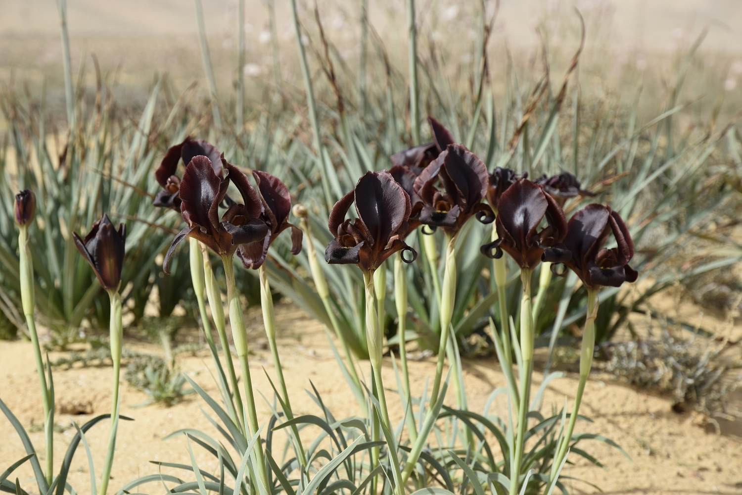 איריס ירוחם בפריחה בחולות ממשית - צפון הנגב