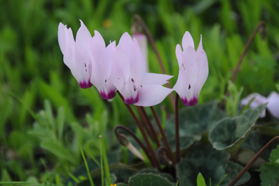 רקפות פורחות בחורבת קיאפה, עמק האלה - השפלה