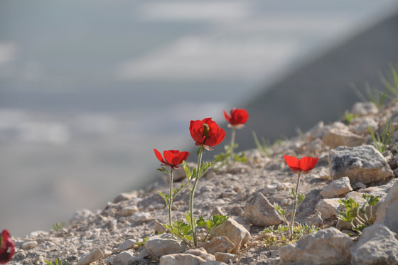 נוריות בפריחה למרגלות הסרטבה - בקעת הירדן
