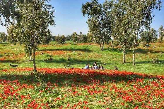 כלניות בבאר מרווה בנגב המערבי - דרום אדום
