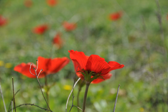 כלניות בפריחה בחורבת מדרס - השפלה