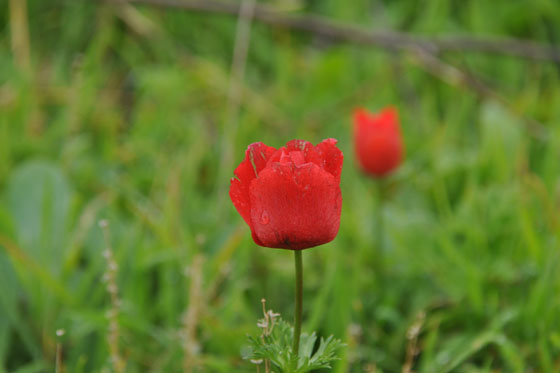 כלניות פורחות לצד גבעת האשחרים, בדרך לשמורת נחל תנינים - מישור החוף הצפוני