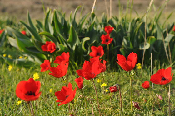 כלניות בשמורת כרמיה בנגב המערבי - דרום אדום
