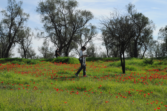 כלניות על מצוק נחל גרר בנגב המערבי - דרום אדום