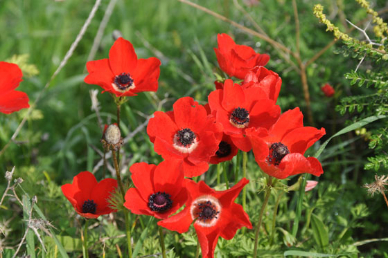 כלניות בביתרונות ניר־עם בנגב המערבי - דרום אדום