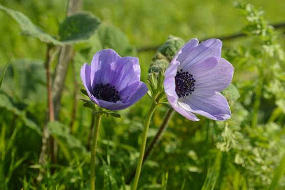 כלניות צבעוניות ברמות מנשה